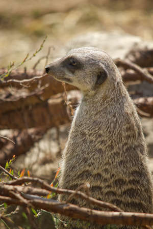 Meerkat or suricate の写真素材