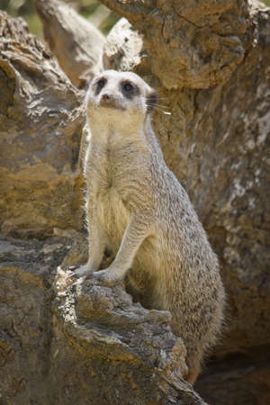 Meerkat or suricate の写真素材
