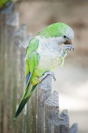 green parrot 