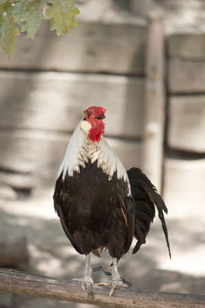 Rooster in the yardの写真素材