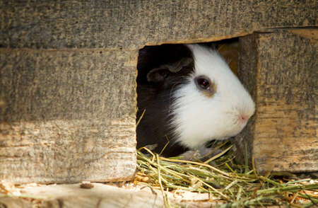Peruvian pigの写真素材
