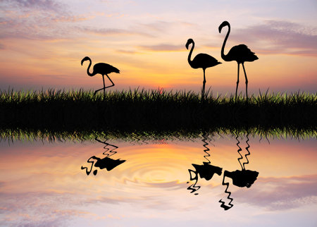 flamingos at sunsetの写真素材