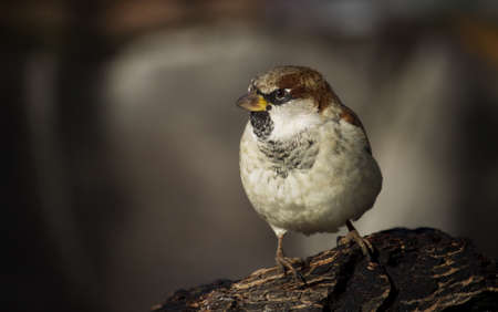 sparrowの写真素材