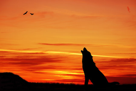 Wolf howling at sunset