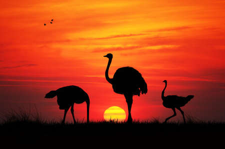 Wild ostriches at sunsetの写真素材