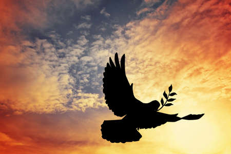 dove of peaceの写真素材