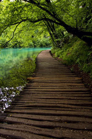 Wooden path in the  forestの写真素材