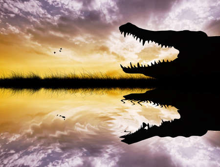 Alligator at sunsetの写真素材