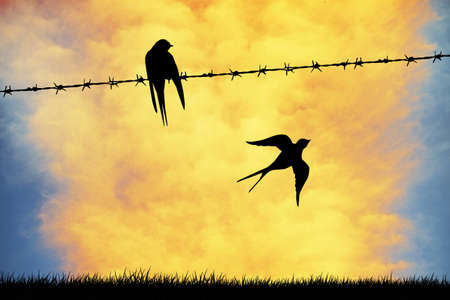 Swallows at sunsetの写真素材