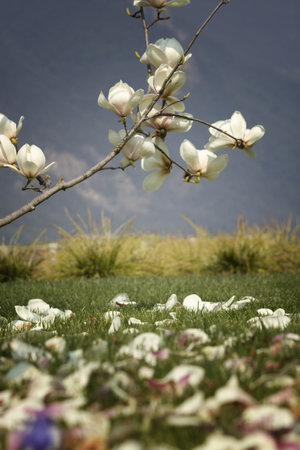 magnolia flowers
