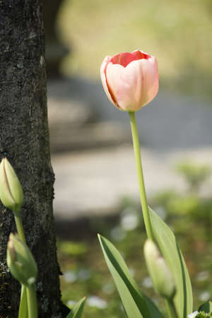 Tulips flowersの写真素材
