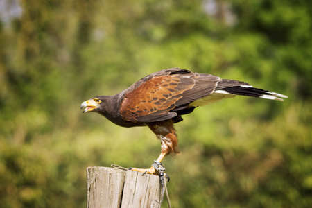 Buzzard Harrisの写真素材