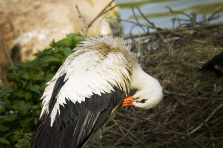 Storks in the nestの写真素材