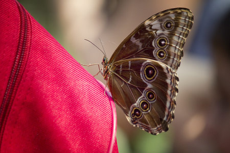 Blue Morpho butterflyの写真素材
