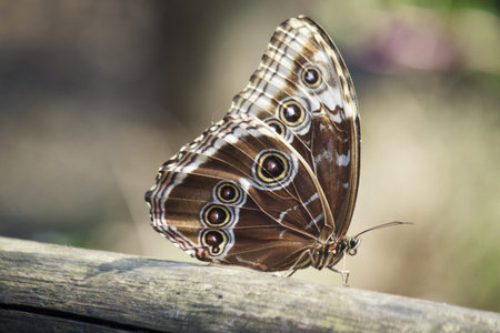 Blue Morpho butterfly
