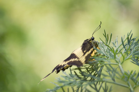 Macaone on flowersの写真素材