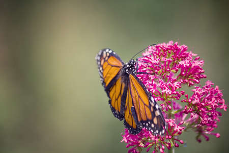 Monarch butterflyの写真素材