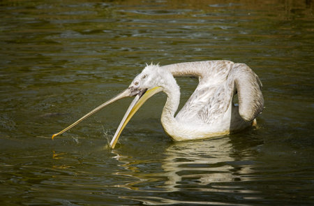 White pelicanの写真素材