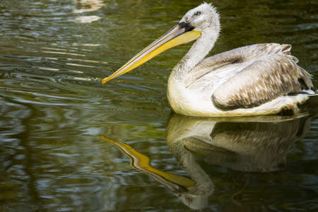 White pelicanの写真素材