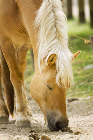 Brown Horseの写真素材