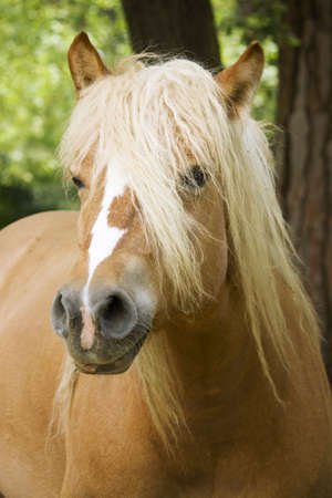 Brown Horseの写真素材