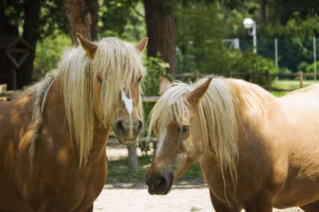 Brown Horseの写真素材