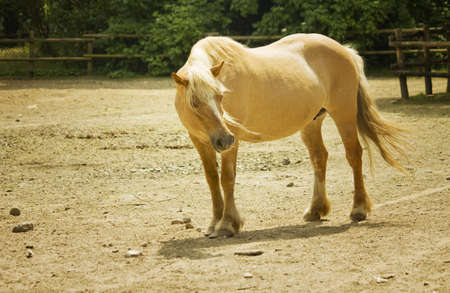 horse with a blonde maneの写真素材