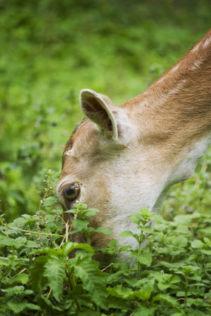 Deer in the grassの写真素材