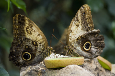 Two butterfliesの写真素材