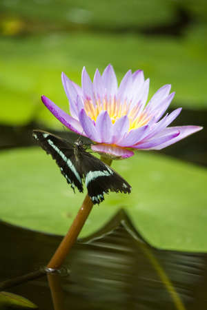 Butterfly on lotus flowerの写真素材