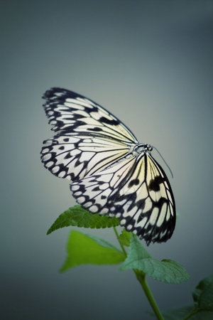 Butterfly on flowerの写真素材