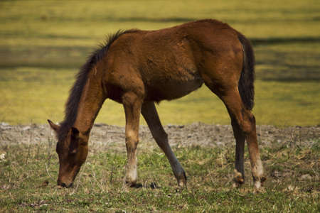 Horse in the meadowの写真素材