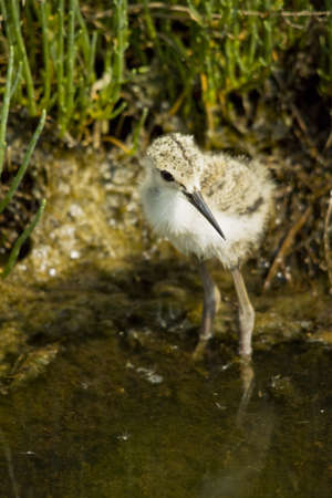 knight of Italy chickの写真素材