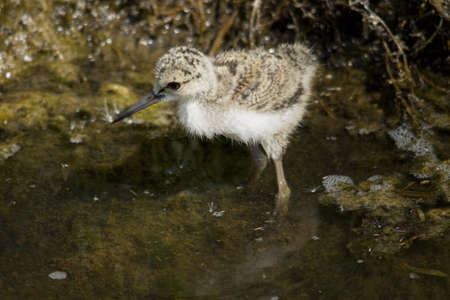 knight of Italy chickの写真素材