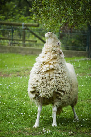 Sheep in the grassの写真素材