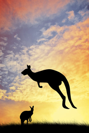 Kangaroos in Australian landscapeの写真素材