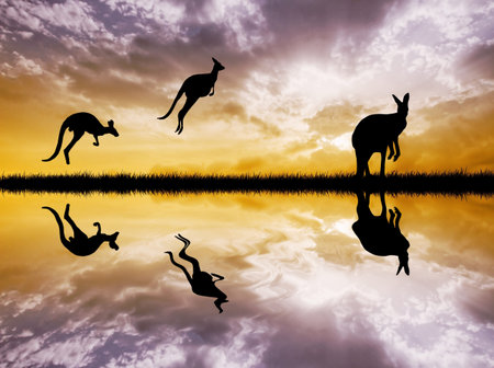Kangaroos in Australian landscapeの写真素材