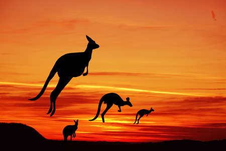 Kangaroos in Australian landscapeの写真素材