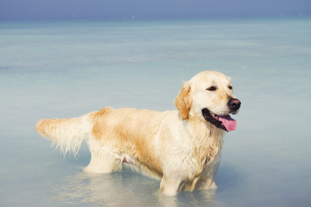 Dog in the oceanの写真素材
