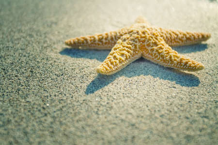 Starfish on the beachの写真素材