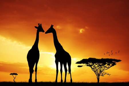 Giraffe at sunsetの写真素材