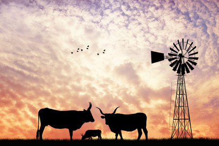 Cows in the farm at sunset