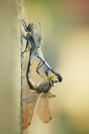 Dragonflies in loveの写真素材