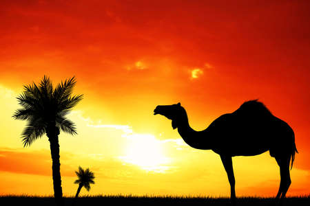 camel in the desertの写真素材