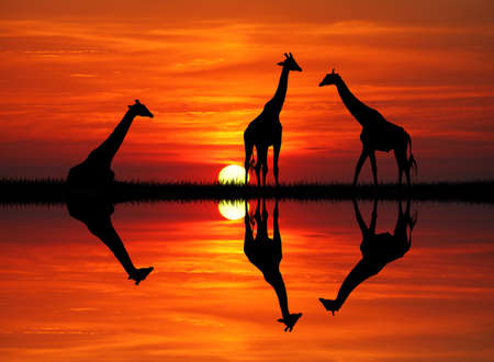 giraffe at sunsetの写真素材