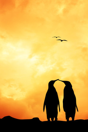 Penuins in love at sunsetの写真素材