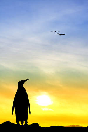 Penuin at sunsetの写真素材