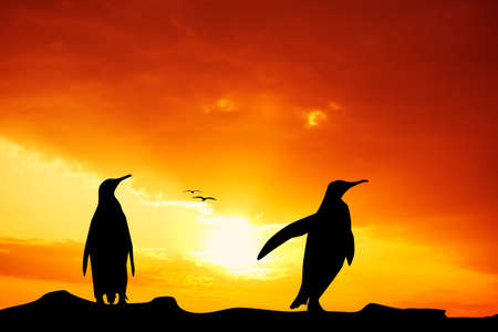 Penuins at sunsetの写真素材