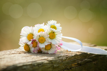 Daisies in springの写真素材