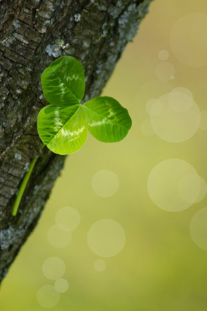 clover on tree